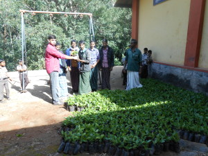 Coffee Plant Distribution for the project of Tribal Development Fund Under NABARD 1